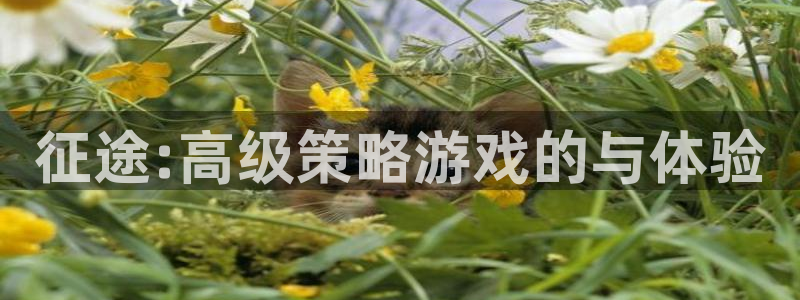 高德娱乐2登录：征途:高级策略游戏的与体验